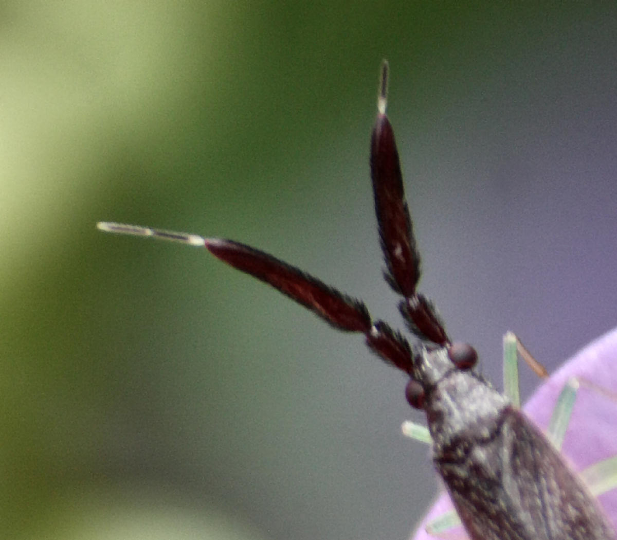 Miridae: Heterotoma sp. della Lombardia (MB)